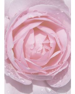 20 Blatt Motivpapier rosa Rose mit Regentropfen DIN A4