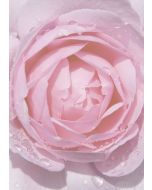 Briefpapier rosa Rose mit Regentropfen